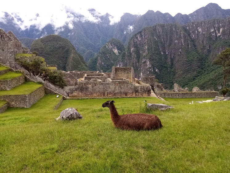LLama in Machu Picchu