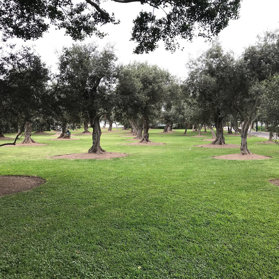 Park el Olivar1