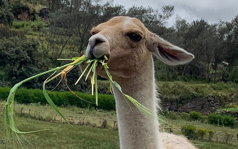 Lama at Saqsayhuaman