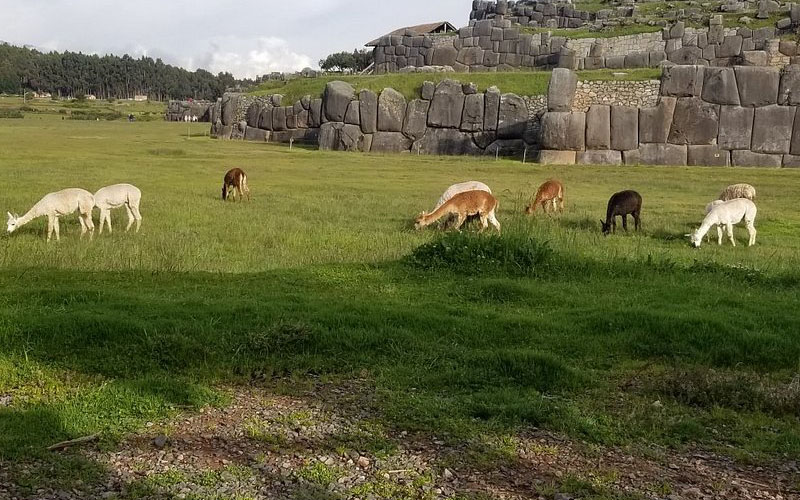 Lamas at Saqsay