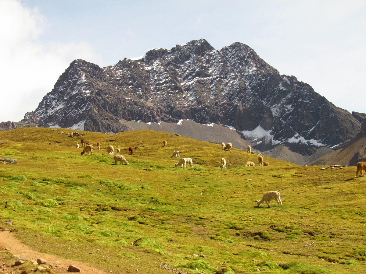 Alpacas Vinicunca