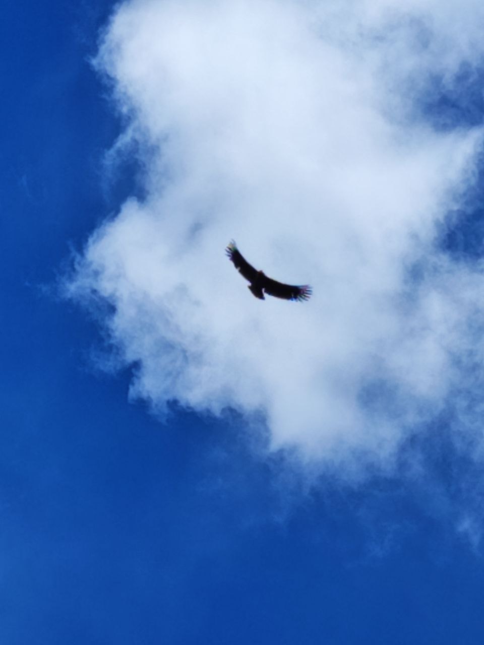 Condor Flight Canyon Colca1