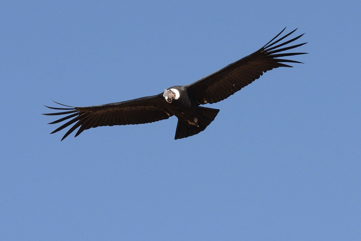 Condor Flight Canyon Colca