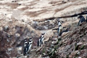 Pinguins of Humboldt